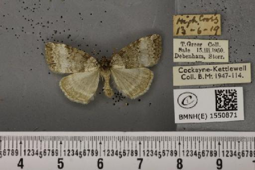 Ochropacha duplaris ab. argentea Tutt, 1888 - BMNHE_1550871_237181