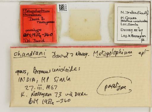 Metopolophium chandrani David & Narayanan, 1968 - 015439936_112694_1094992_157866_Type