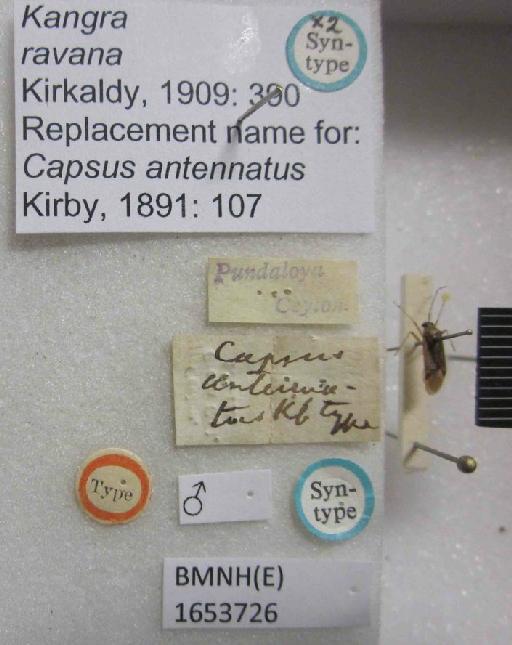 Kangra ravana Kirkaldy, 1909 - Kangra ravana-BMNH(E)1653726-Syntype male dorsal & labels