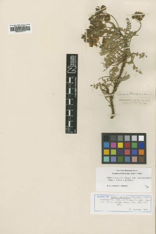 Senna birostris var. arequipensis (Vogel) H.S.Irwin & Barneby - BM000952177