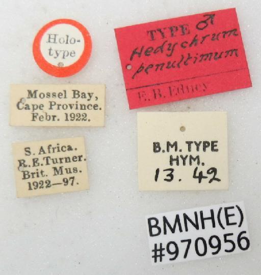 Hedychrum penultimum Edney, 1940 - Hedychrum_penultimum-BMNH(E)#970956_type-labels