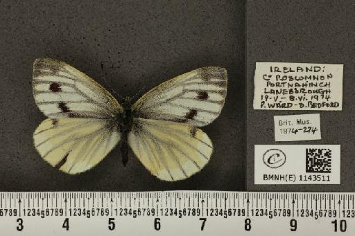 Pieris napi britannica Müller & Kautz, 1939 - BMNHE_1143511_91362