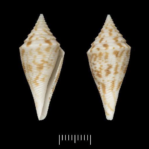 Conus praecellens A. Adams, 1854 - 1979129