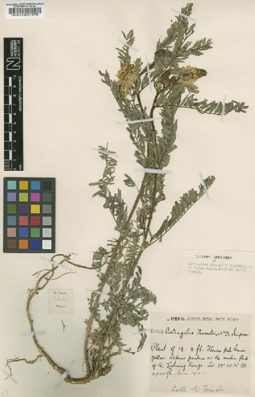 Astragalus forrestii N.D.Simpson - BM000551600