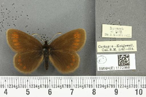 Erebia epiphron mnemon f. scotica Cooke, 1943 - BMNHE_1172968_28887