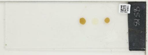Plantae Haeckel - 014223400_289747_4514081