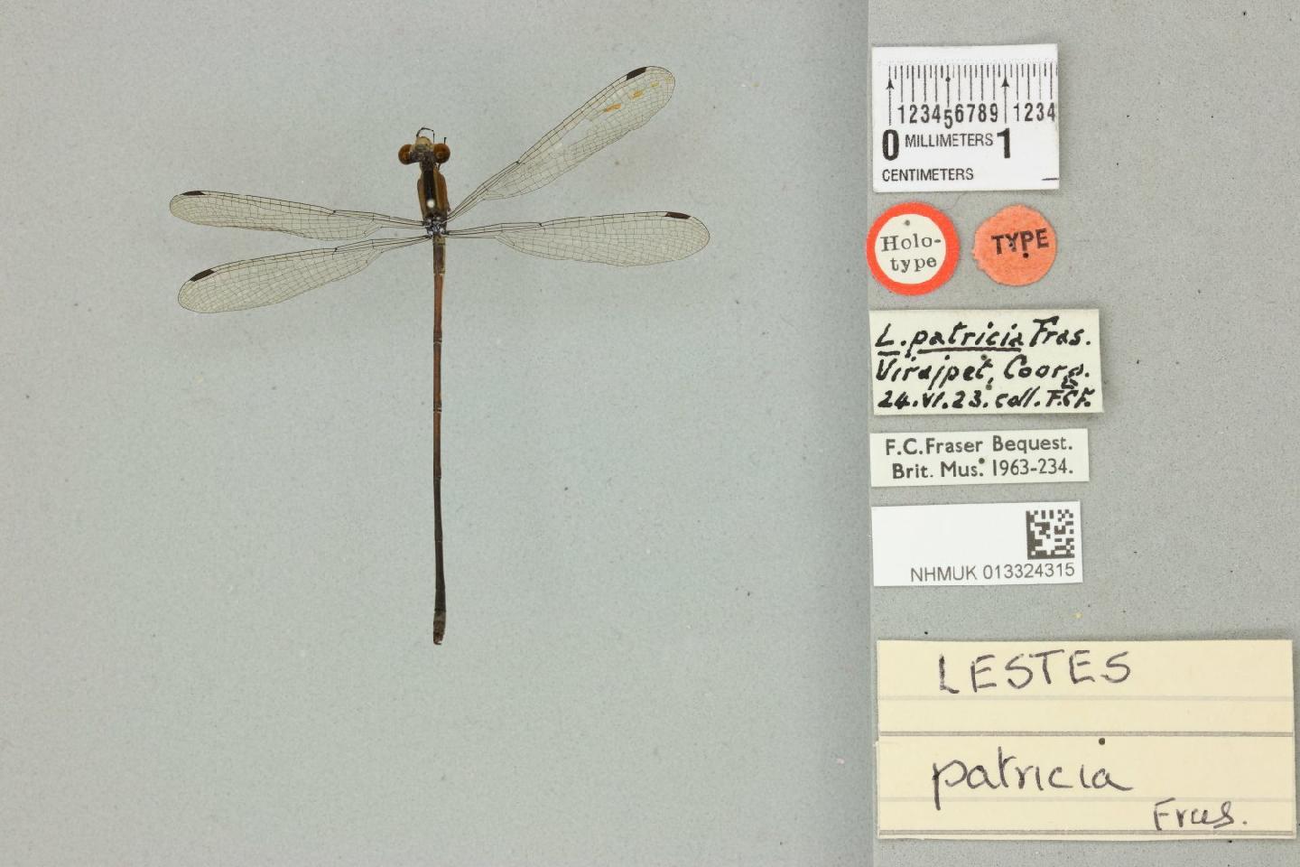 Lestes patricia thumbnail