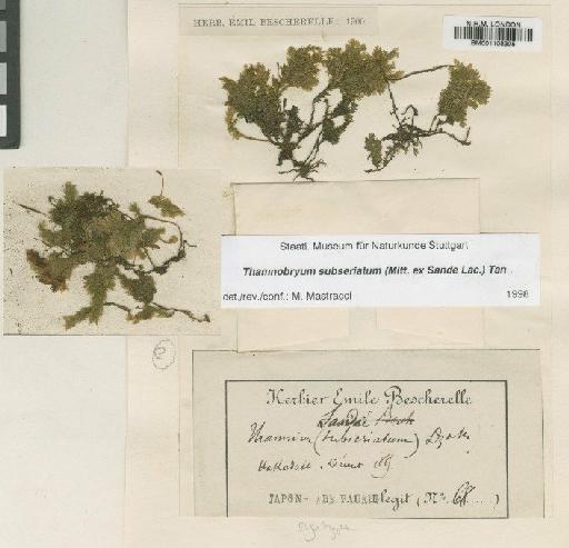 Thamnobryum subseriatum (Mitt. ex Sande Lac.) B.C.Tan - BM001108305