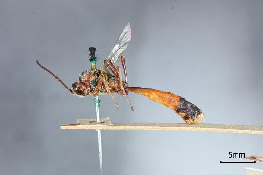 Barylypa bipartita Morley, C., 1913 - 015213395_Barylypa bipartita_lateral
