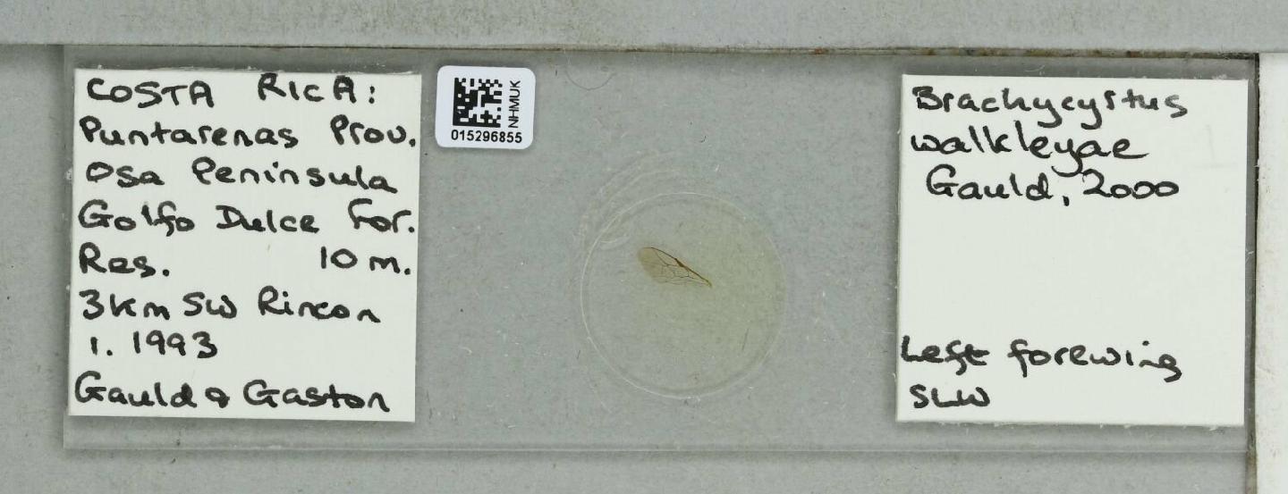 Brachycyrtus walkleyae