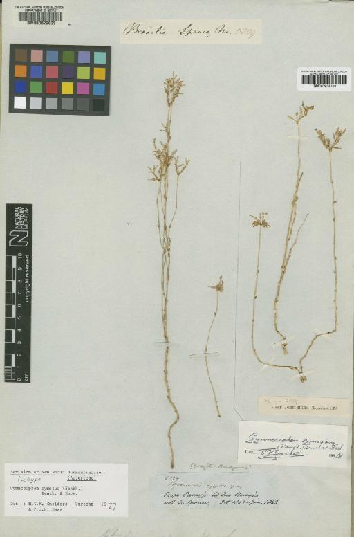 Gymnosiphon cymosus (Benth.) Benth. & Hook.f. - BM000938101