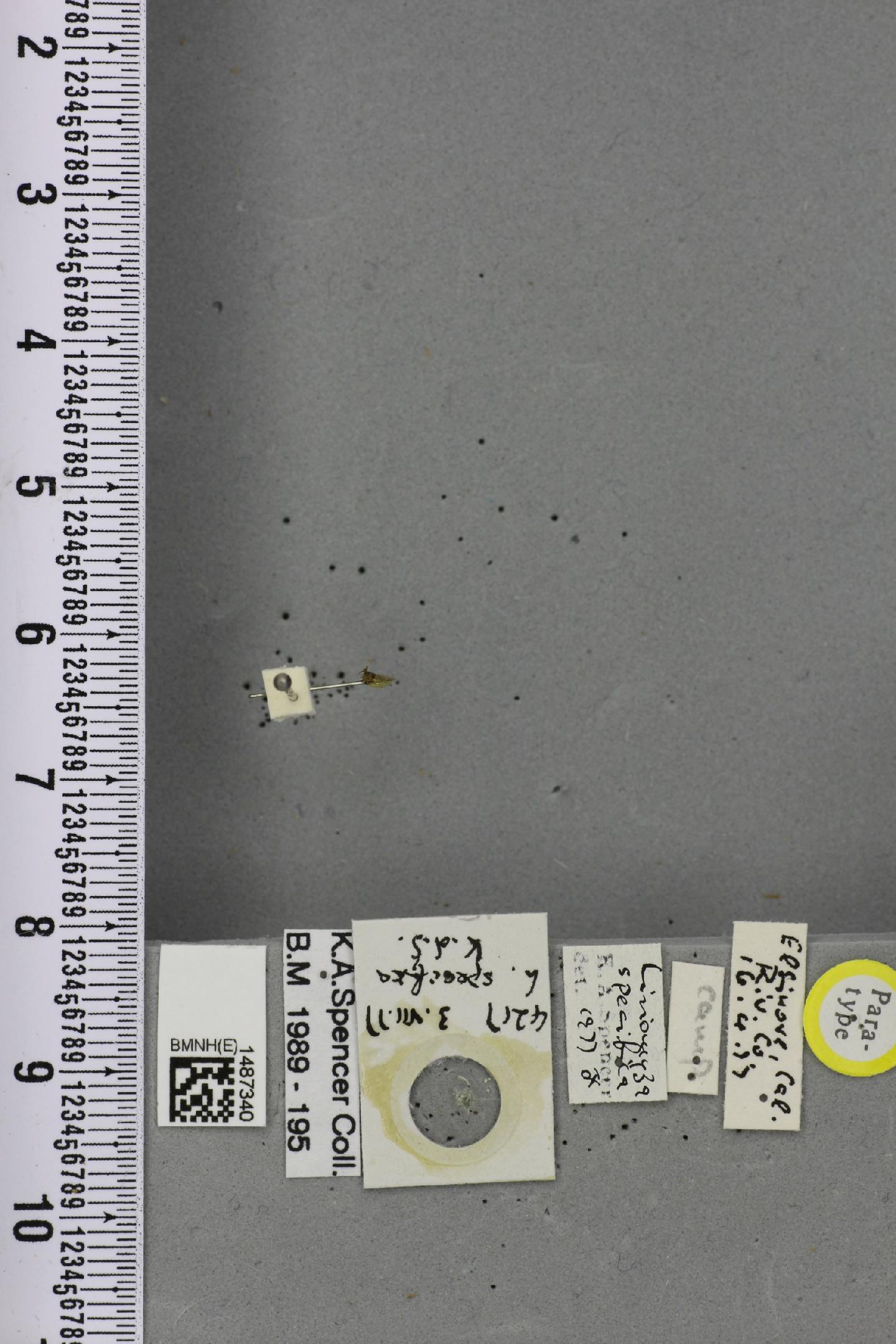 Liriomyza specifica