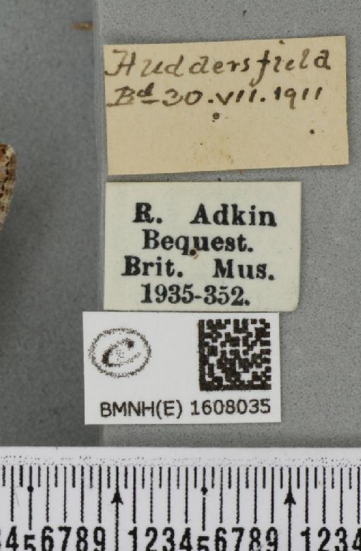 Xanthorhoe spadicearia ab. planicolor Lempke, 1950 - BMNHE_1608035_label_322717