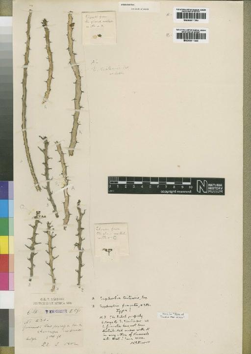 Euphorbia furcata N.E.Br. - BM000911365