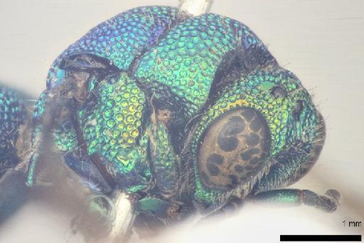 Odontochrydium irregulare (Mocsary, A., 1914) - 010812294-NHMUK-Odontochridium_irregulare-type-mesosoma-lateral-3_2x