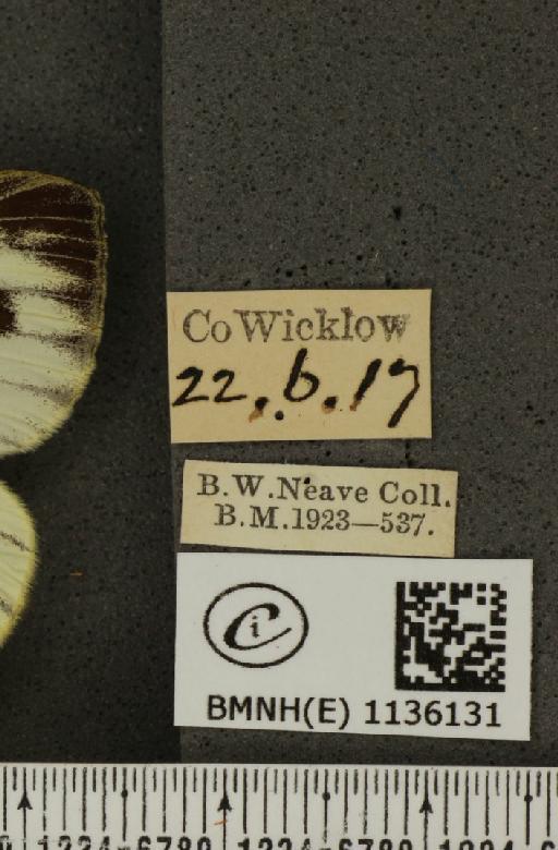 Pieris napi britannica Müller & Kautz, 1939 - BMNHE_1136131_label_89311