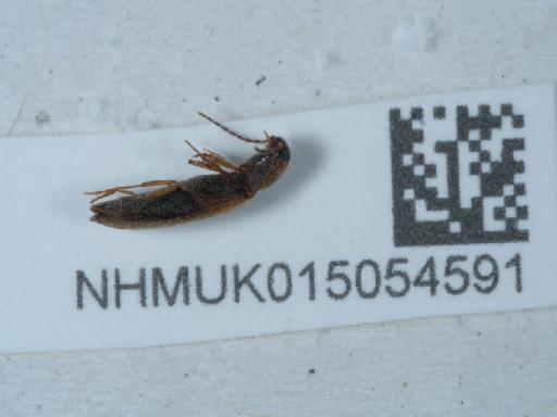 Dalopius marginatus (Linnaeus, 1758) - 015054591_3