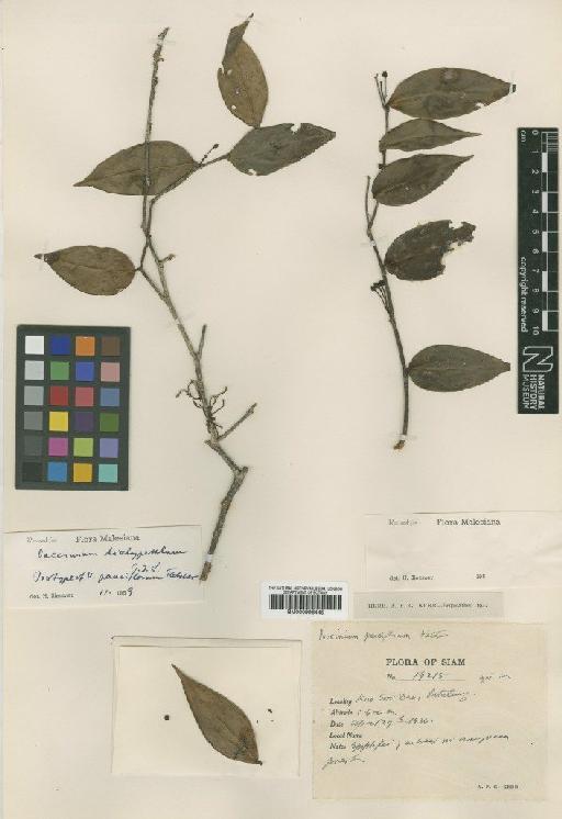 Vaccinium pauciflorum Fletcher - BM000996445