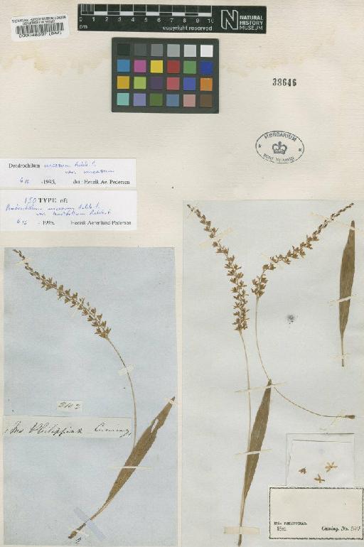 Dendrochilum uncatum var. uncatum Rchb.f. - BM000048897