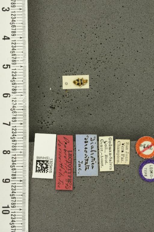 Trichobrotica dorsovittata (Jacoby, 1887) - BMNHE_1323415_20059
