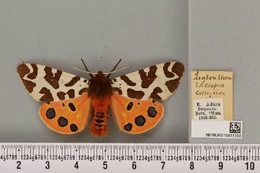 Arctia caja (Linnaeus, 1758) - NHMUK_010415188_519368