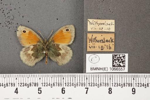 Coenonympha pamphilus (Linnaeus, 1758) - BMNHE_1066557_27841