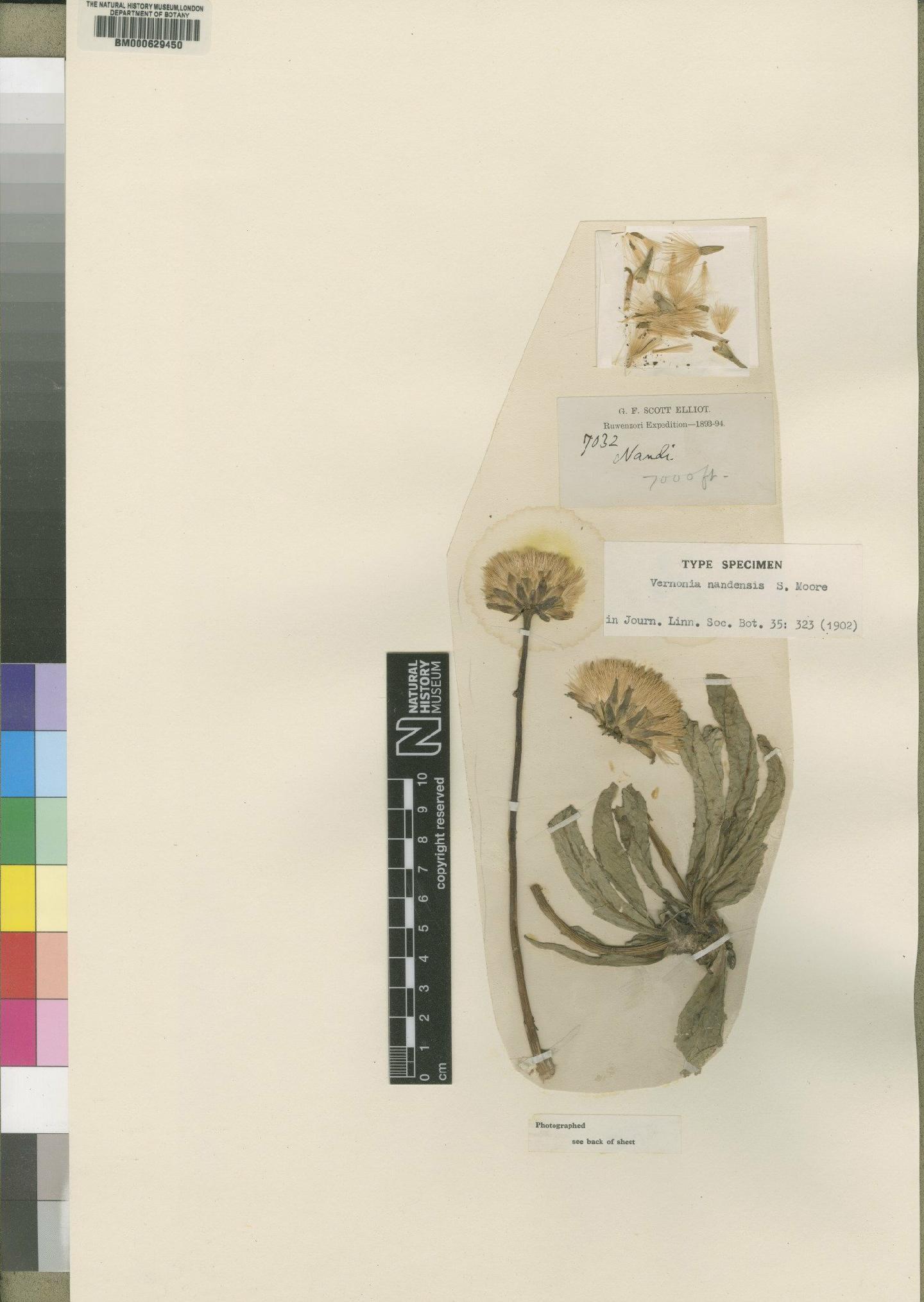 To NHMUK collection (Vernonia nandensis Moore; Type; NHMUK:ecatalogue:4528603)
