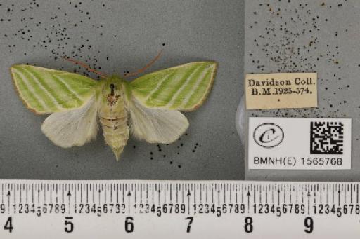 Pseudoips prasinana britannica (Warren, 1913) - BMNHE_1565768_293871