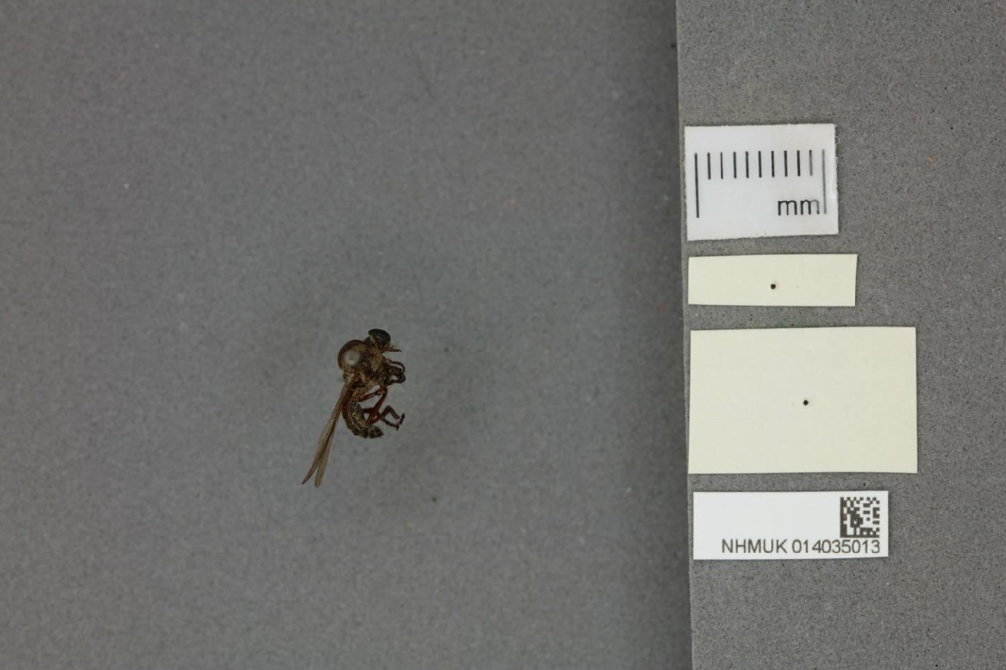 Damalis drilus