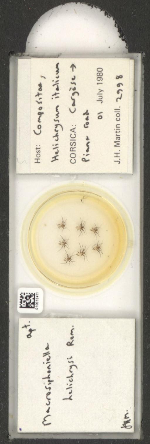 Macrosiphoniella helichrysi Remaudiere, 1952 - 010013411_112660_1094725