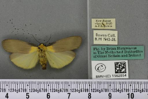 Lithosia quadra (Linnaeus, 1758) - BMNHE_1562854_285290