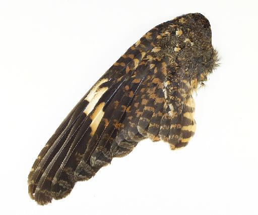 Caprimulgus solala - Photograph of top of wing of Caprimulgus solala