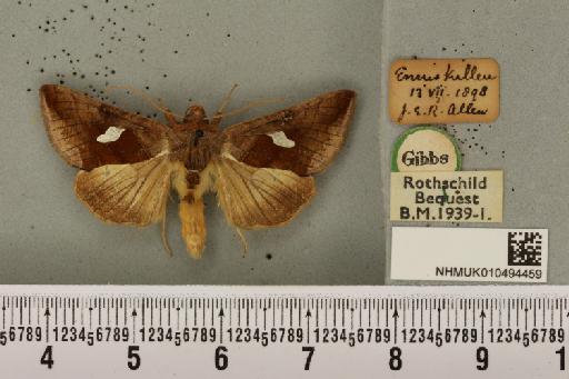 Autographa bractea ab. bracteana Strand, 1916 - NHMUK_010494459_550113