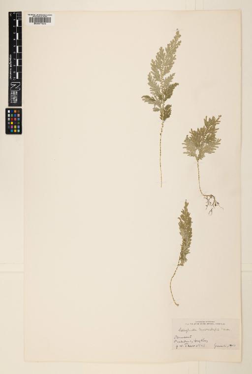 Selaginella moellendorffii Hieron. - 000779648