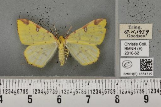 Opisthograptis luteolata (Linnaeus, 1758) - BMNHE_1854319_428254
