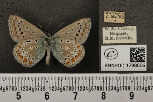 Polyommatus icarus icarus ab. apicojuncta Courvoisier, 1910 - BMNHE_1298606_149272