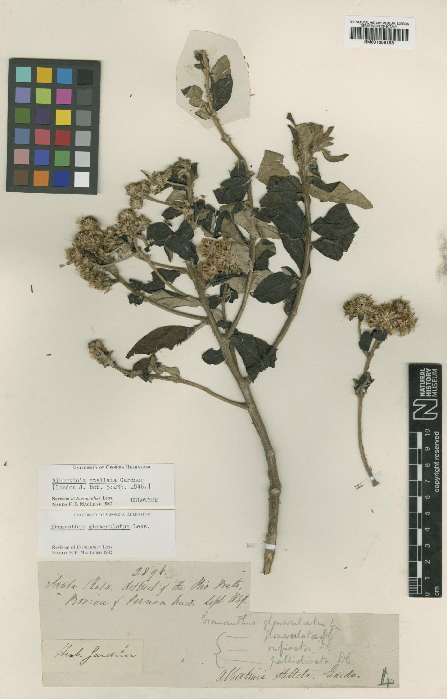 To NHMUK collection (Eremanthus glomerulatus Less.; Holotype; NHMUK:ecatalogue:557184)