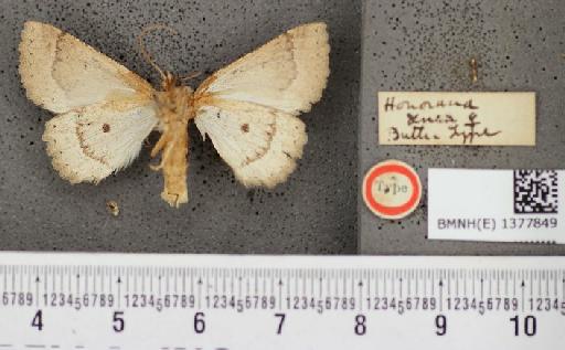 Honorana aenea Butler, 1882 - Honorana aenea Butler syntype female ventral