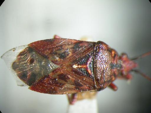 Pylorgus colon Thunberg - Hemiptera: Pylorgus Col