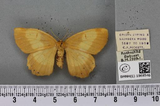Angerona prunaria (Linnaeus, 1758) - BMNHE_1868546_440728