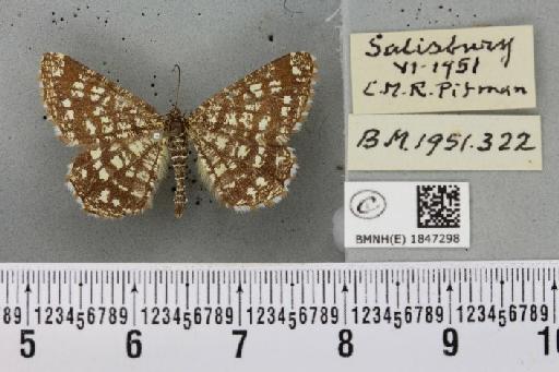 Chiasmia clathrata clathrata ab. chretieni Thierry-Mieg, 1910 - BMNHE_1847298_423863