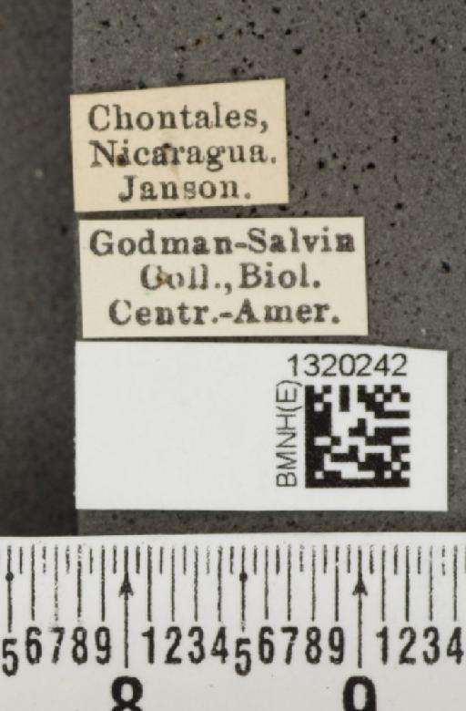 Acalymma coruscum costaricense Bechyné, 1955 - BMNHE_1320242_label_21130