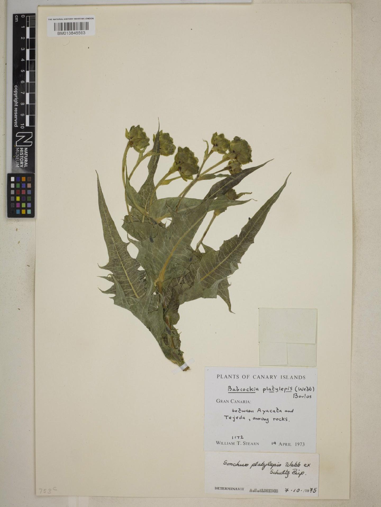 To NHMUK collection (Sonchus platylepis Webb; NHMUK:ecatalogue:9075730)