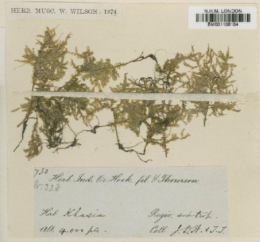 Homaliodendron microdendron (Mont.) M.Fleisch. - BM001108134