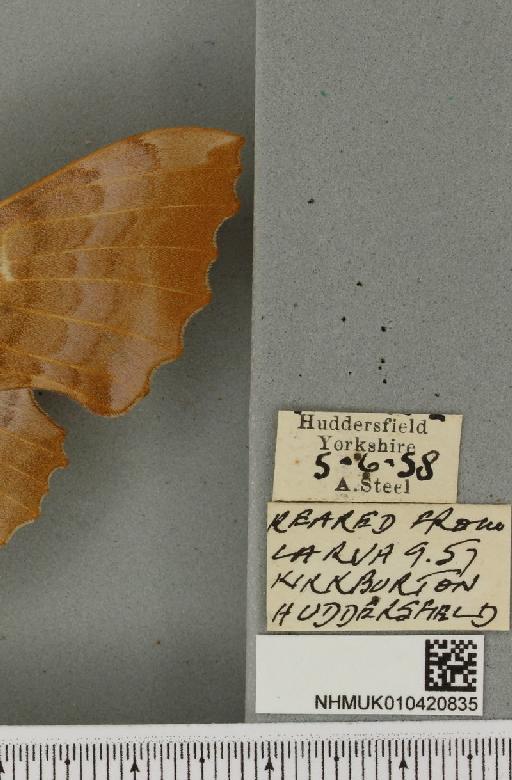 Laothoe populi populi (Linnaeus, 1758) - NHMUK_010420835_label_525772