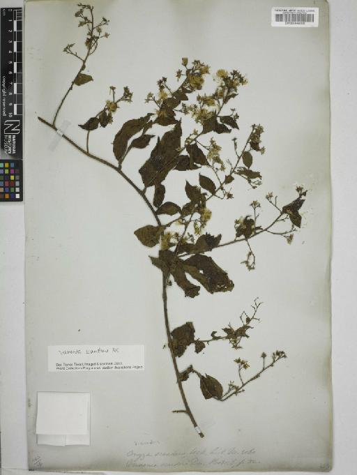 Vernonia scandens DC. - 000948615