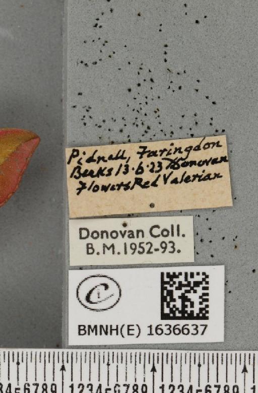 Deilephila porcellus (Linnaeus, 1758) - BMNHE_1636637_label_206701