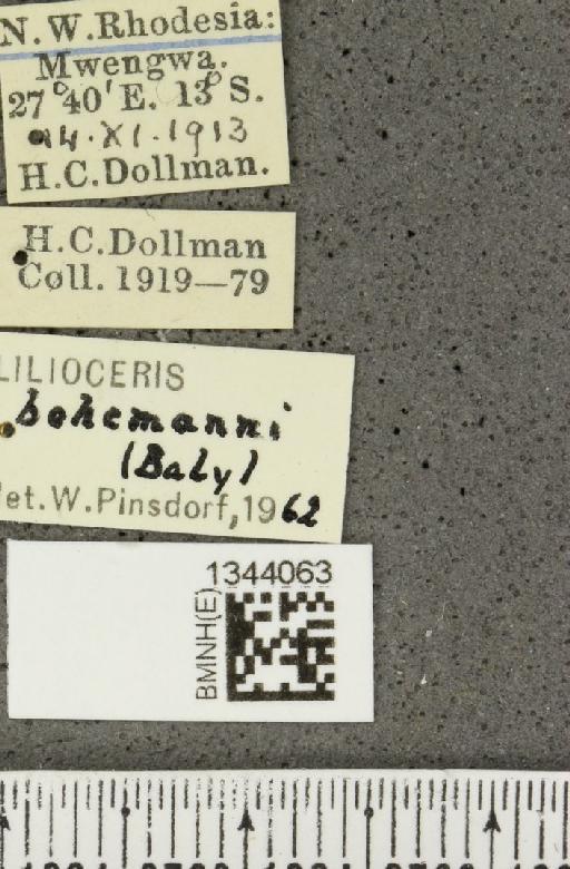 Lilioceris (Lilioceris) bohemani (Baly, 1863) - BMNHE_1344063_label_14578