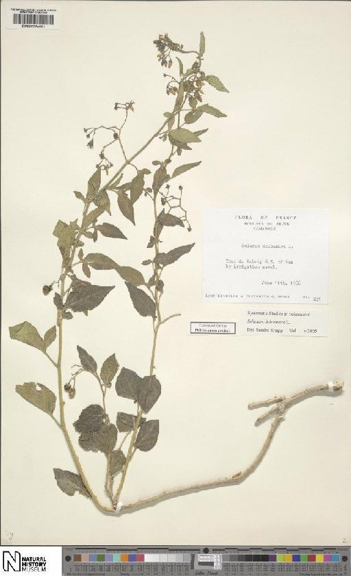 Solanum dulcamara L. - BM000754961