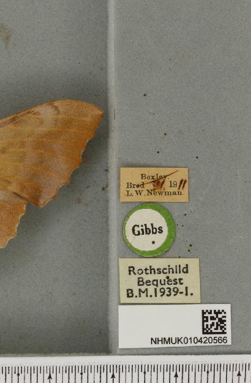 Laothoe populi ab. fuchsi Bartel, 1900 - NHMUK_010420566_label_526720